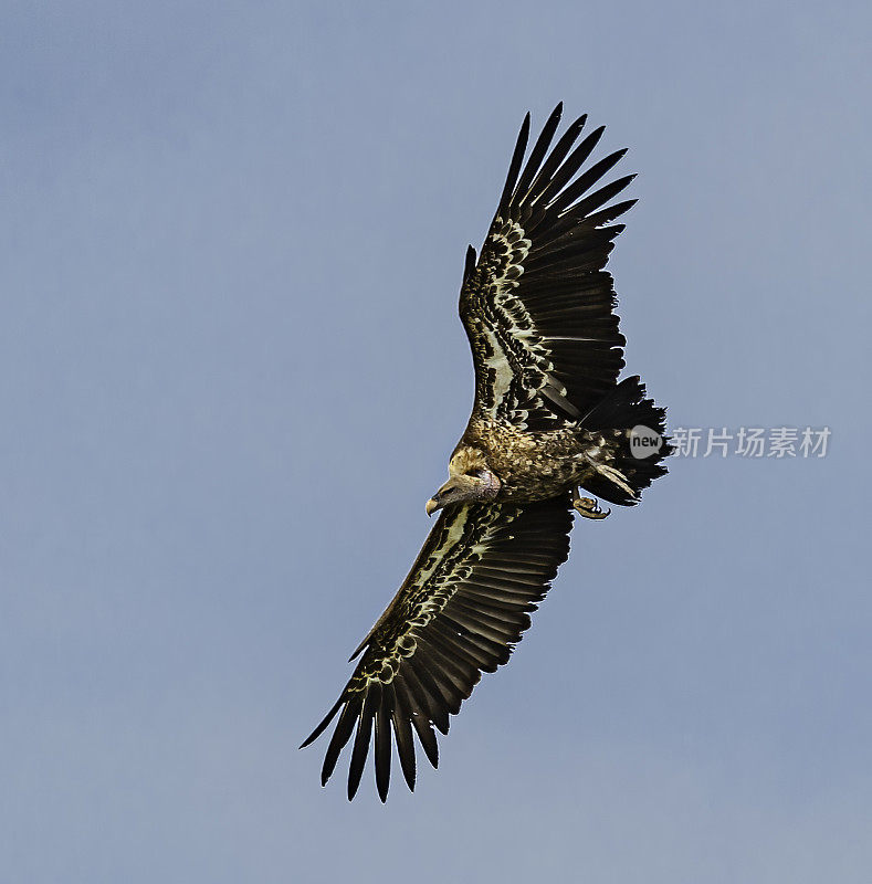 Rüppell的秃鹫或Rüppell的格里芬秃鹫(Gyps rueppellii)是一只大秃鹫。肯尼亚马赛马拉国家公园。飞行。